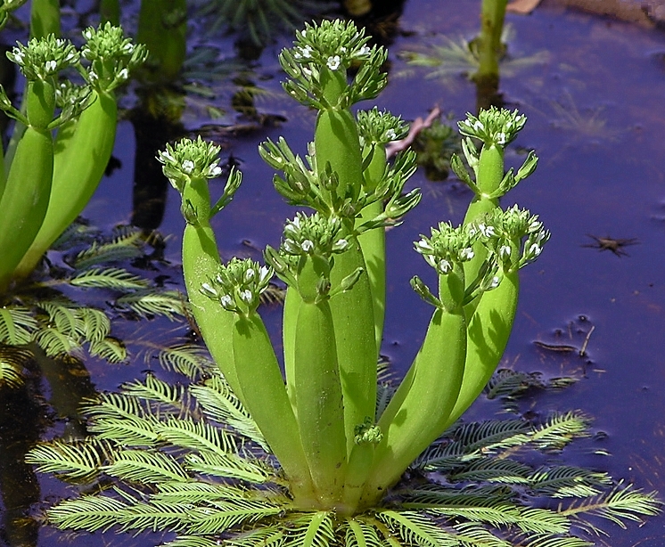 HOTTONIA